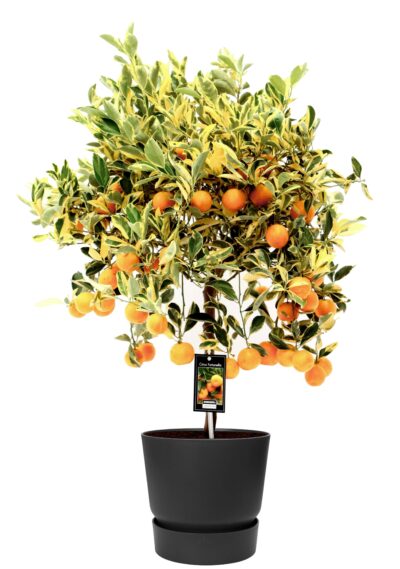 Citrus Variegata en pot d'extérieur ELHO Greenville Round black