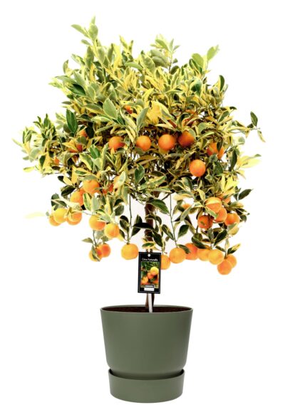 Citrus Variegata en pot d'extérieur ELHO Greenville Rond vert