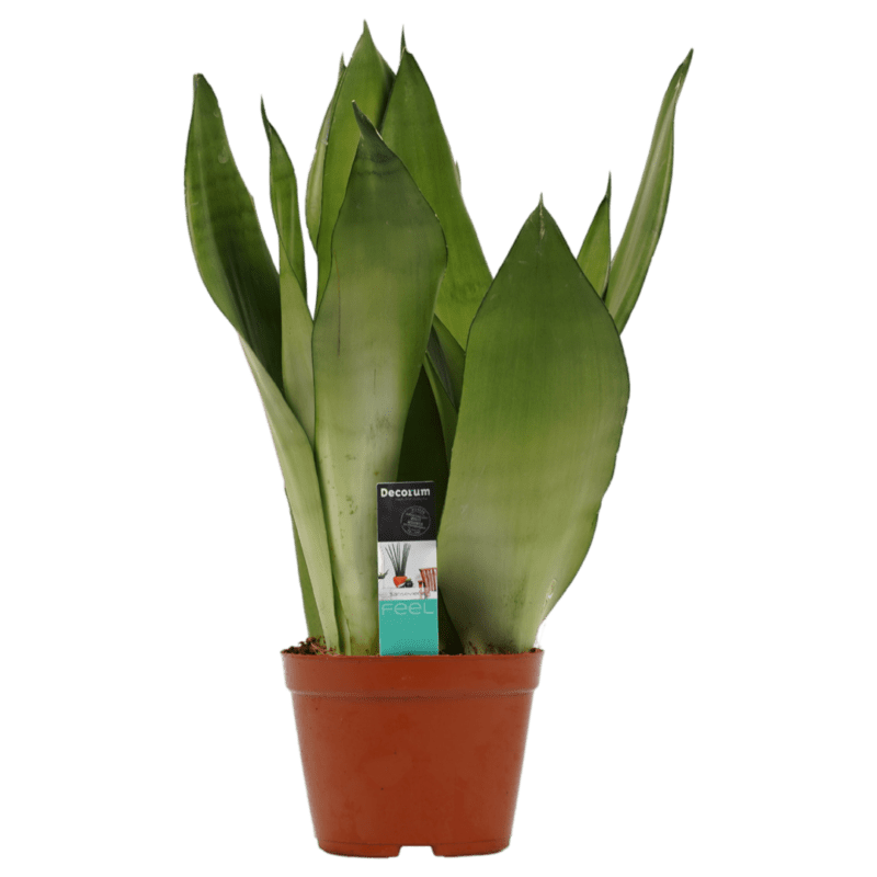 Decorum Sansevieria Moonshine