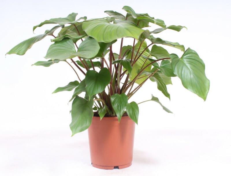 Homalomena rubescens ‘Maggy’