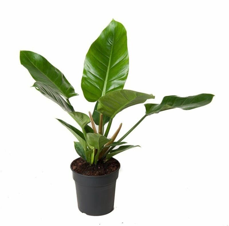 Philodendron vert impérial
