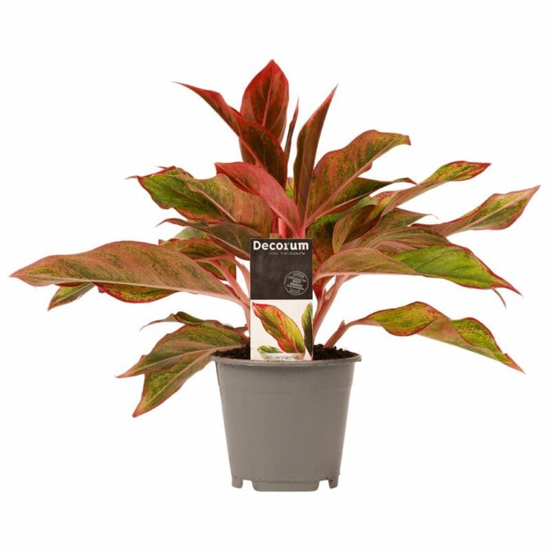Decorum Aglaonema Crète