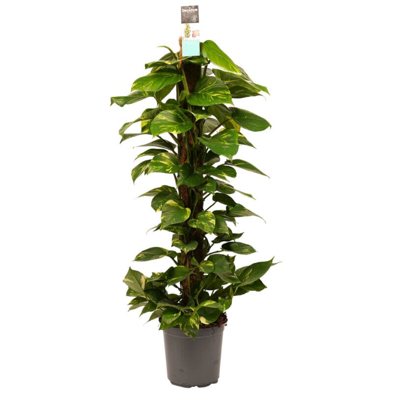 Decorum Scindapsus Aureum Bâton de mousse 120 cm