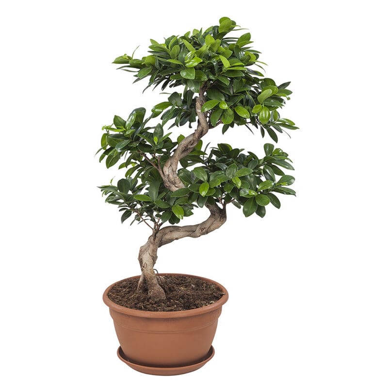 Ficus Gin Seng Bonsai P27 H70