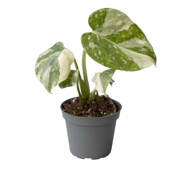 Monstera deliciosa Constellation Thaï