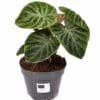 Philodendron verrucosum incensi compactum