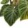Philodendron verrucosum incensi compactum – Image 2