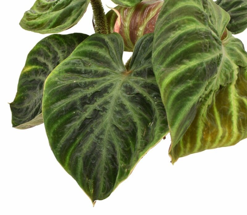 Philodendron verrucosum incensi compactum – Image 2