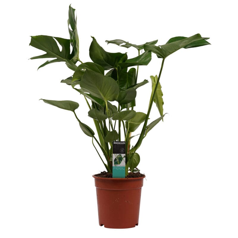 Monstera deliciosa