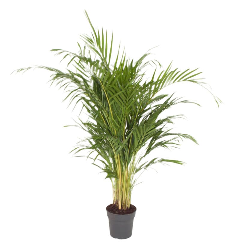 Dypsis Lutescens Areca