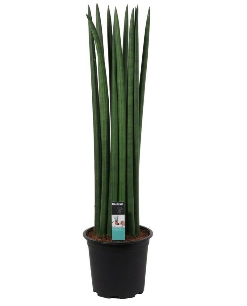 Sansevieria Cylindrica droit