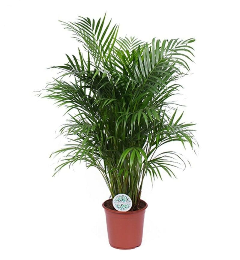 Dypsis lutescens Areca