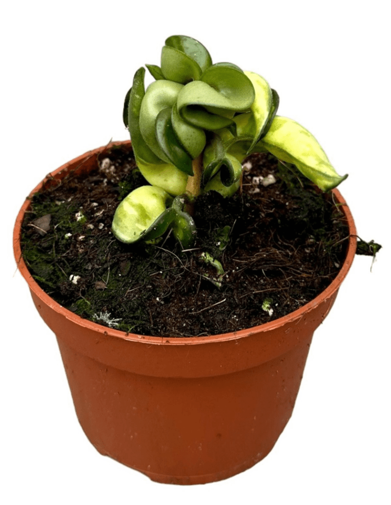 Hoya Compacta Mauna Loa – Image 2