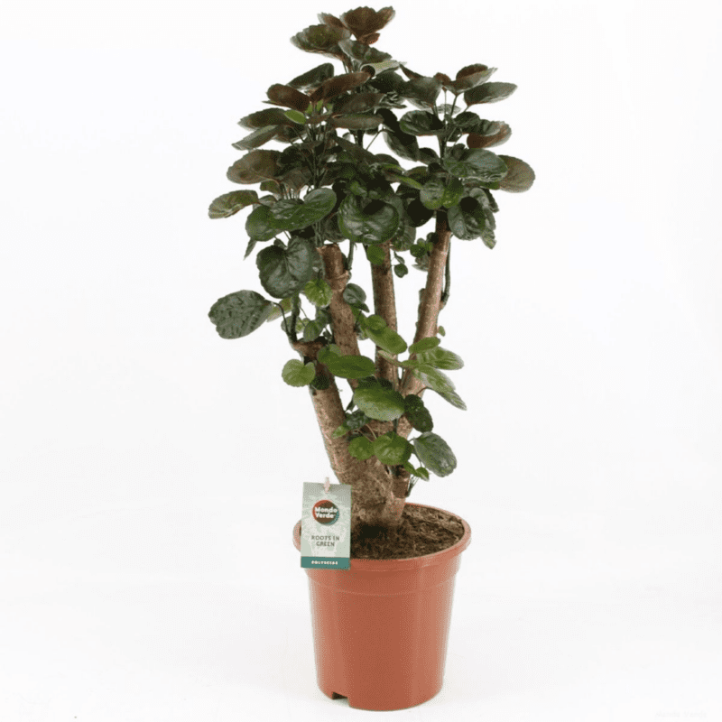 Polyscias 'Fabian'