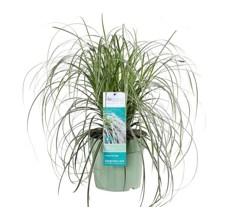 Carex Chutes des plumes