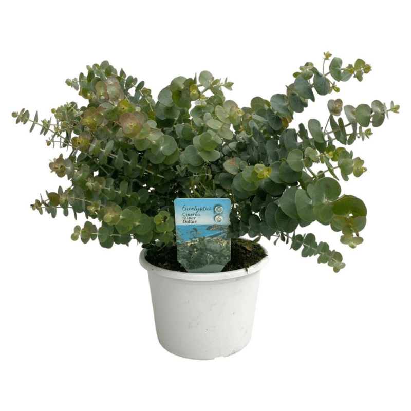 Eucalyptus cinerea