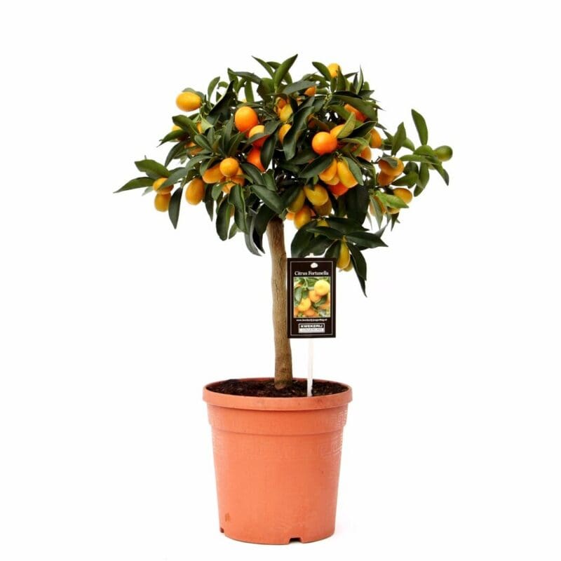 Agrumes Kumquat