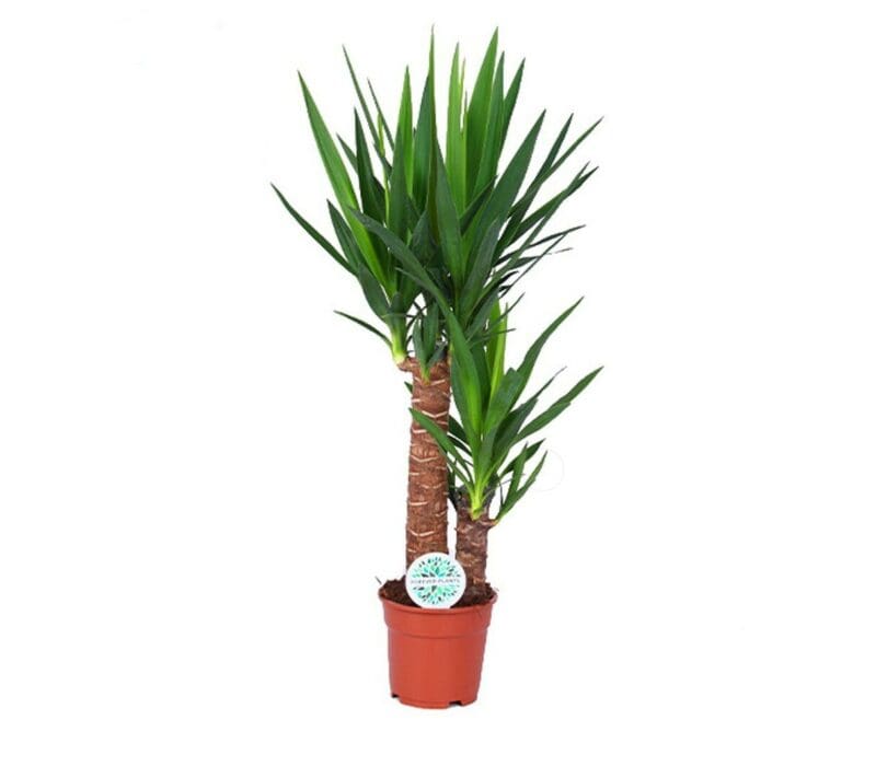Yucca