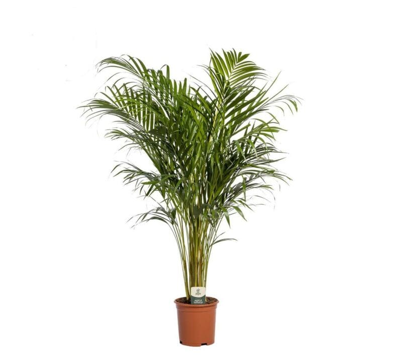 Dypsis lutescens Areca