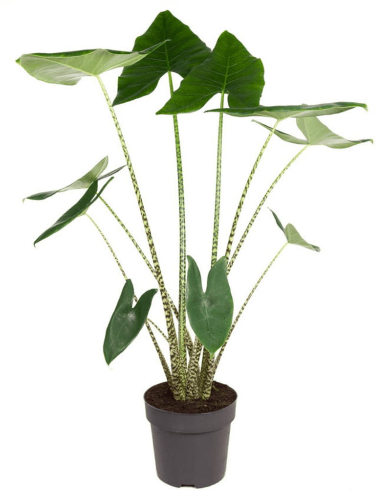 Alocasia Zebrina