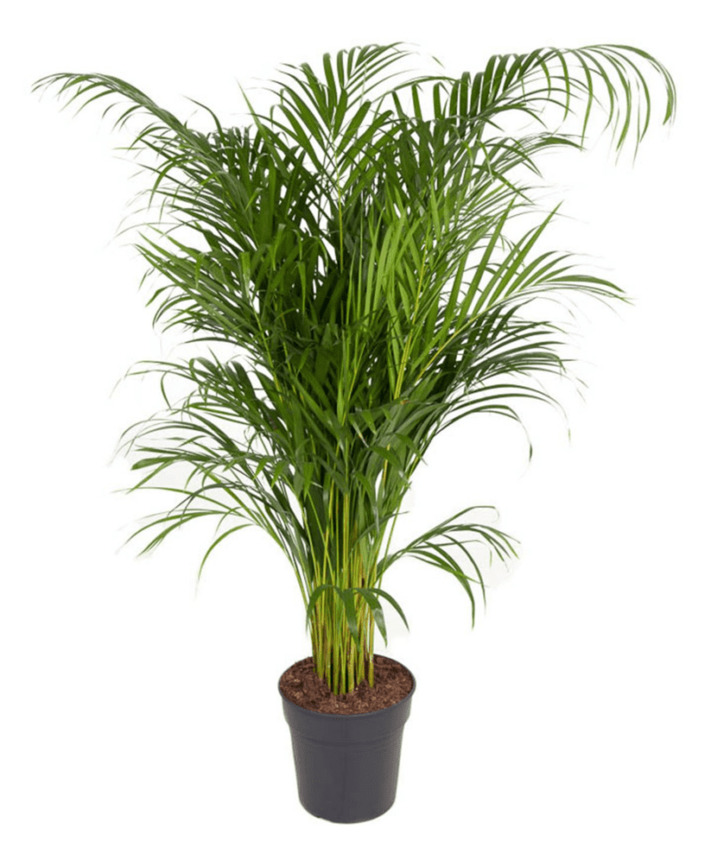 Dypsis Lutescens Areca