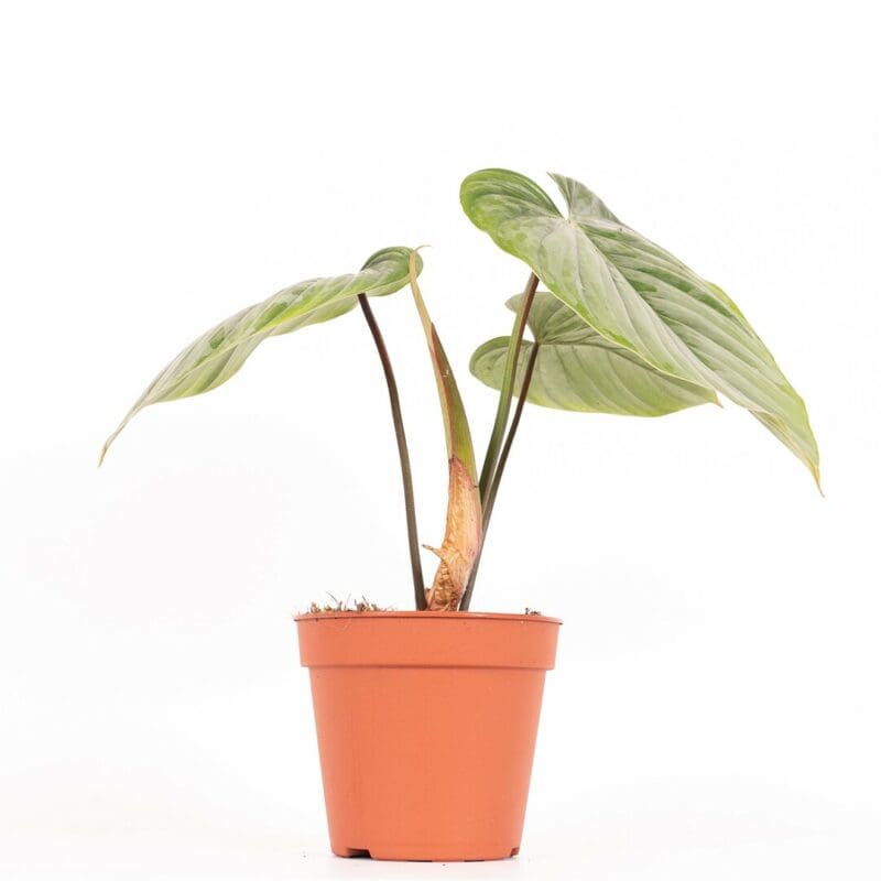 Philodendron sodiroi – Image 2