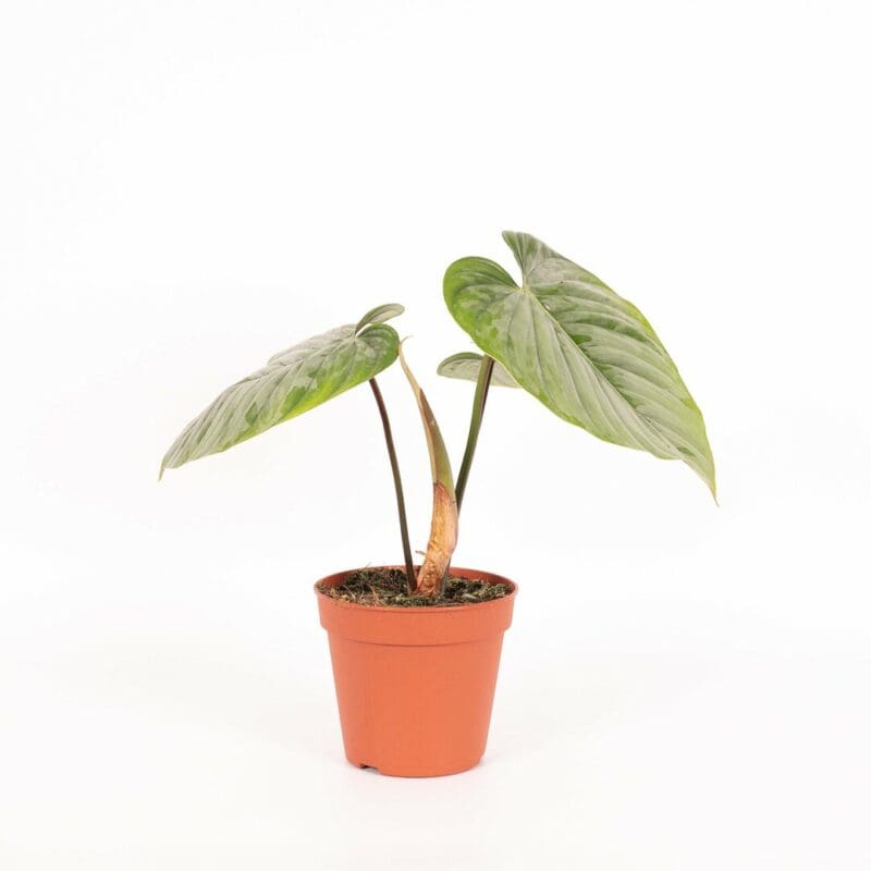 Philodendron sodiroi – Image 3