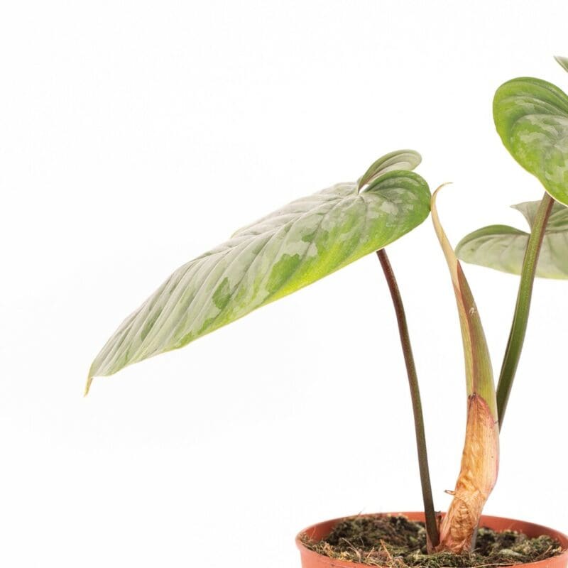 Philodendron sodiroi – Image 4