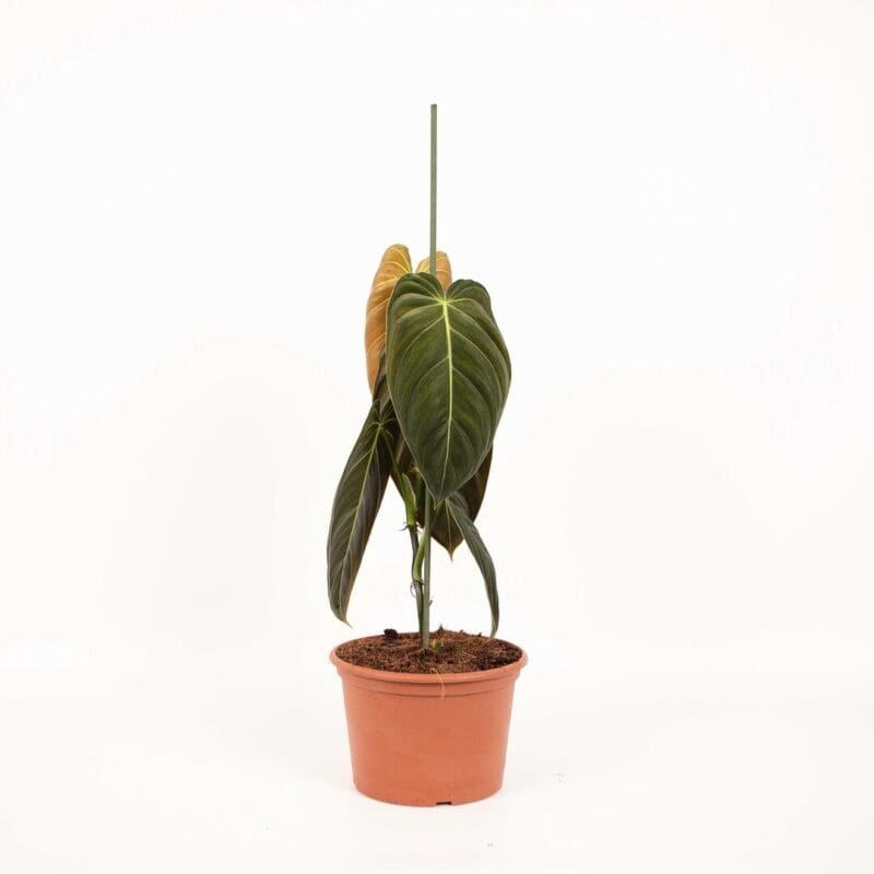 Philodendron Melanochrysum – Image 2
