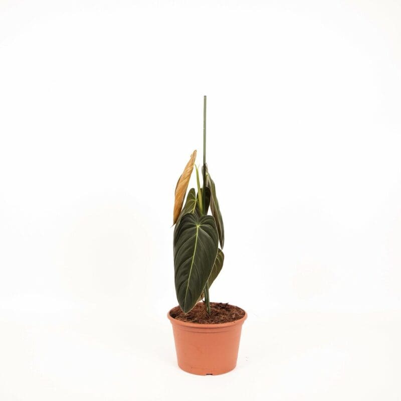 Philodendron Melanochrysum – Image 3