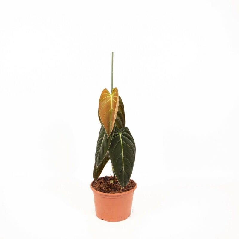 Philodendron Melanochrysum