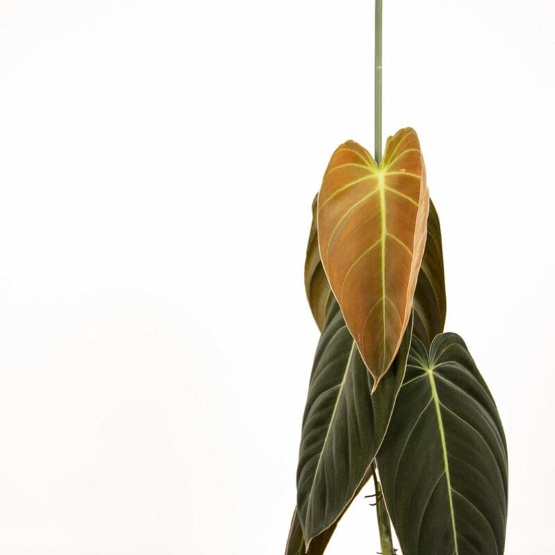 Philodendron Melanochrysum – Image 4