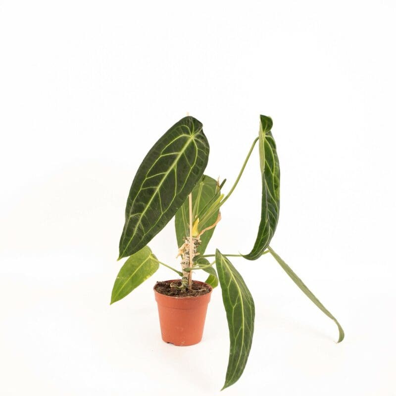 Anthurium warocqueanum – Image 2
