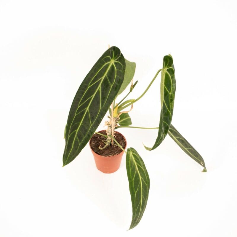 Anthurium warocqueanum – Image 3