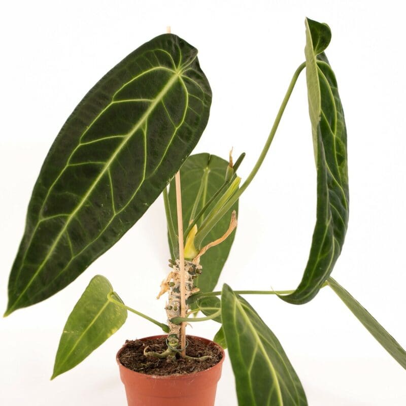 Anthurium warocqueanum – Image 4