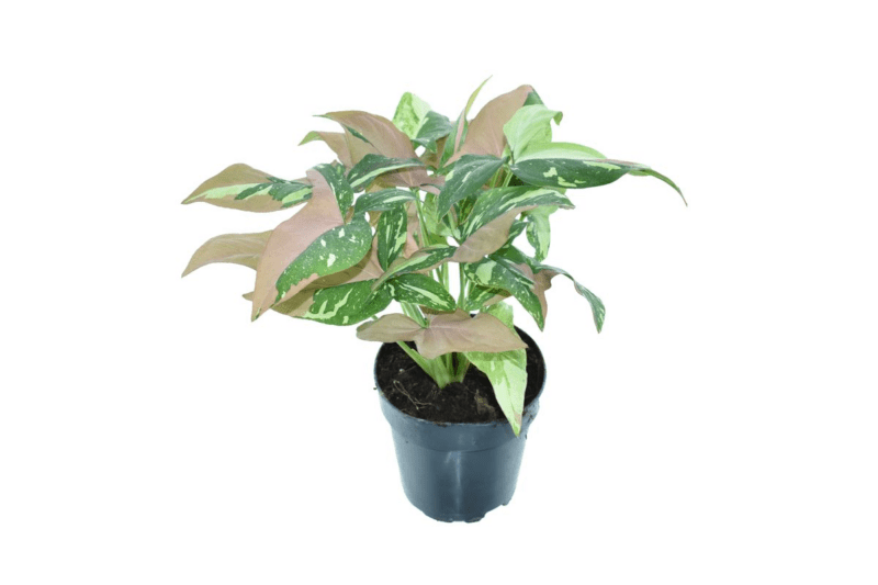 Syngonium 'Red Spot Tricolor'