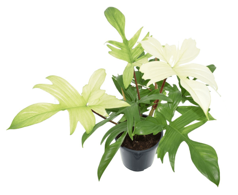 Philodendron fantôme de Floride
