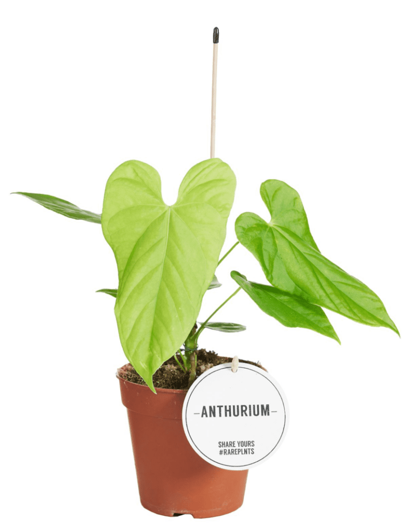 Anthurium Balaloanum
