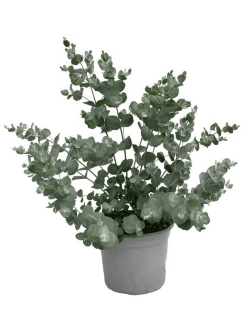 Eucalyptus Gunnii P19 H40