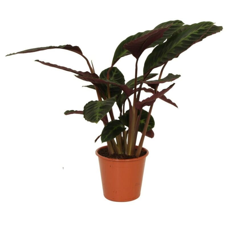Calathea warscewiczii P19 H60