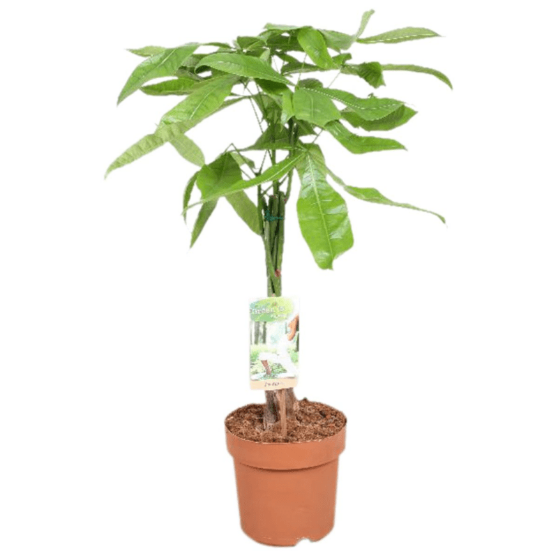 Pachira aquatica P17 H70