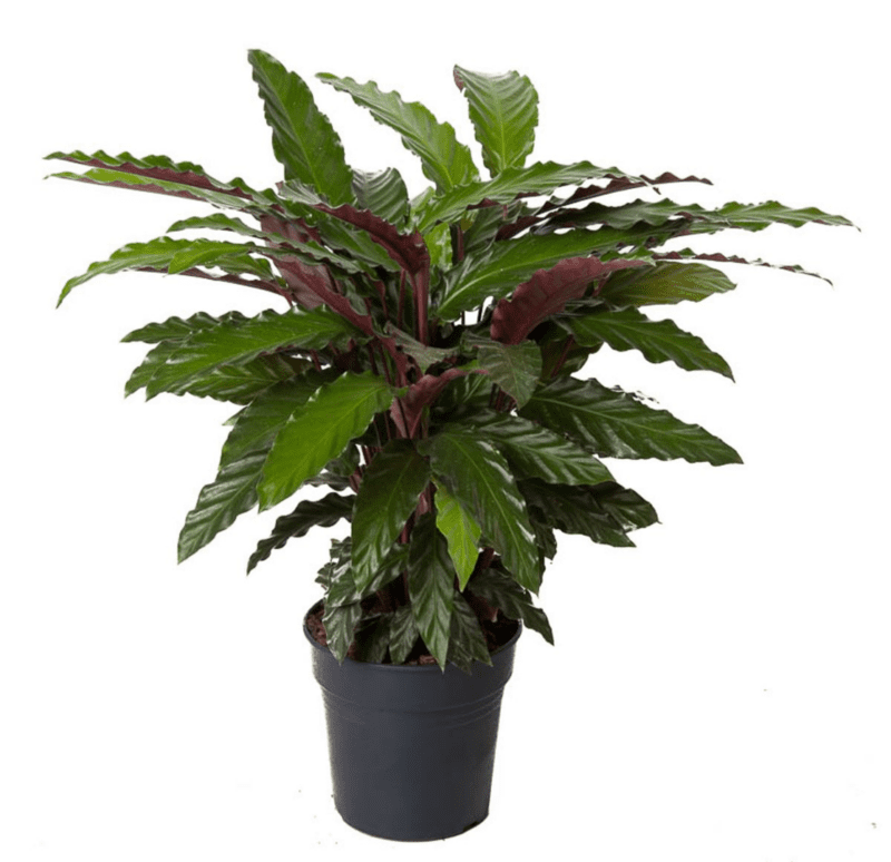 Calathea Wavestar