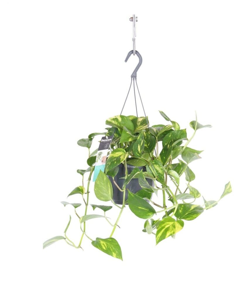 Epipremnum Pinnatum Aureum