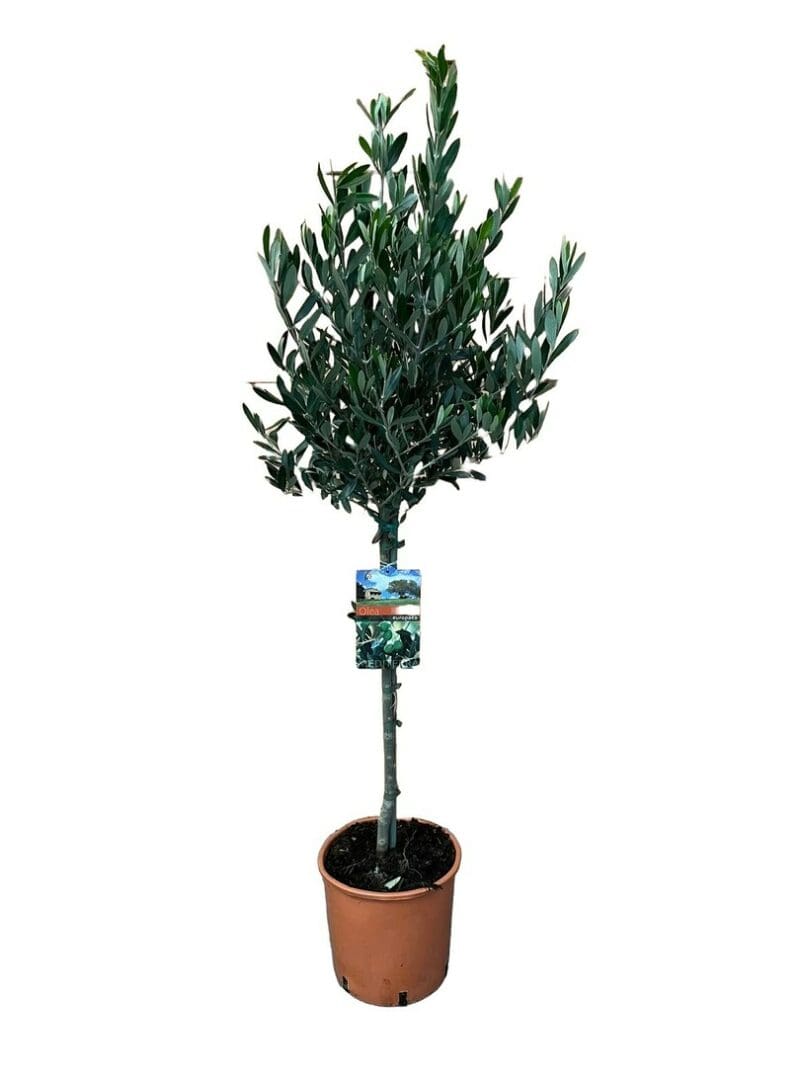 Olea europaea sur tige