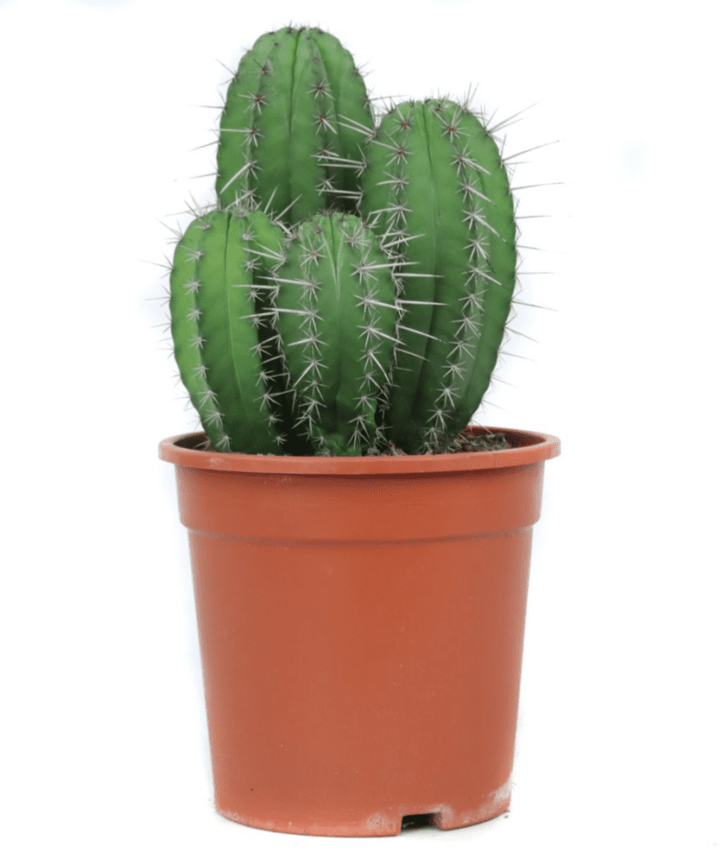 Polaskia Chichipe
