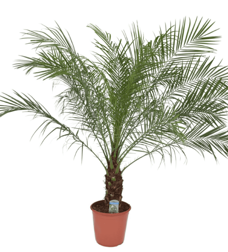 Phoenix rubelenii