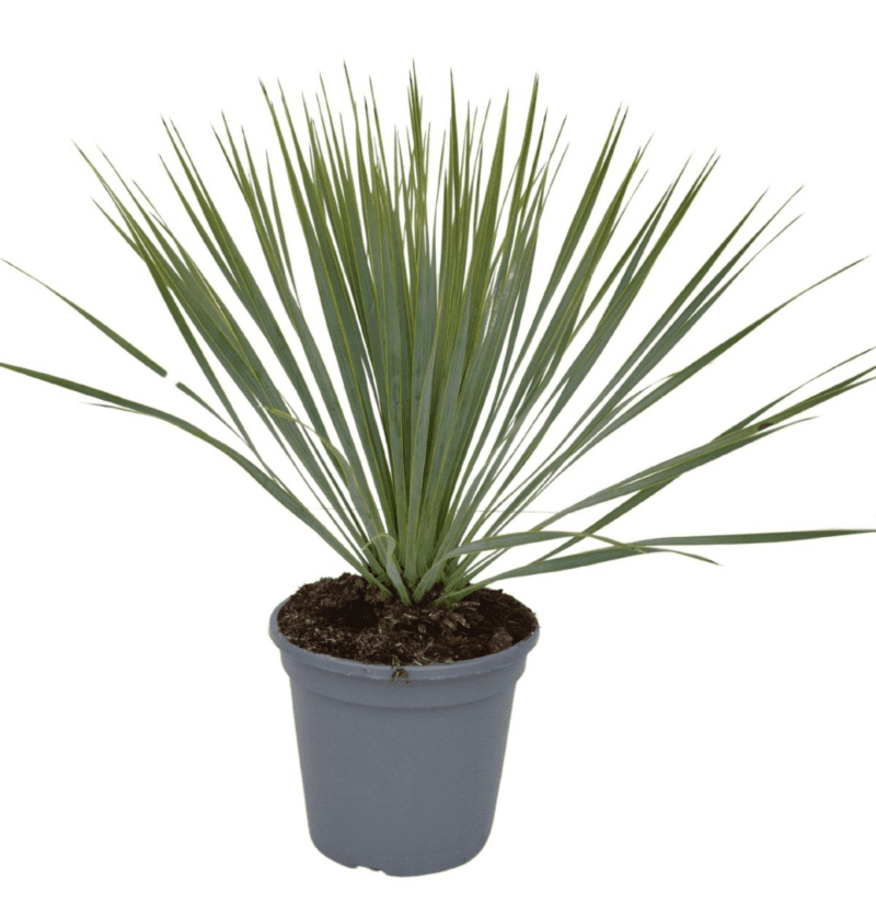 Yucca rostrata
