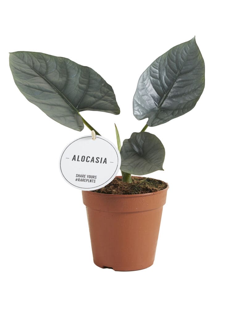 Nébuleuse Alocasia P12 H25