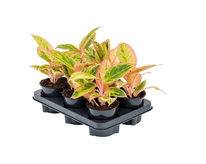 Aglaonema Salmon Fantasy P12 H30