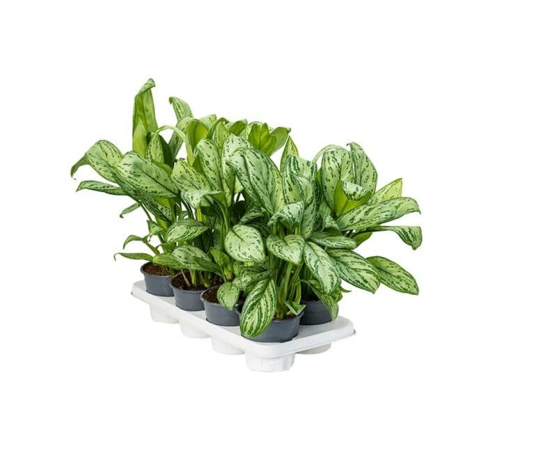 Aglaonema christina P14 H35